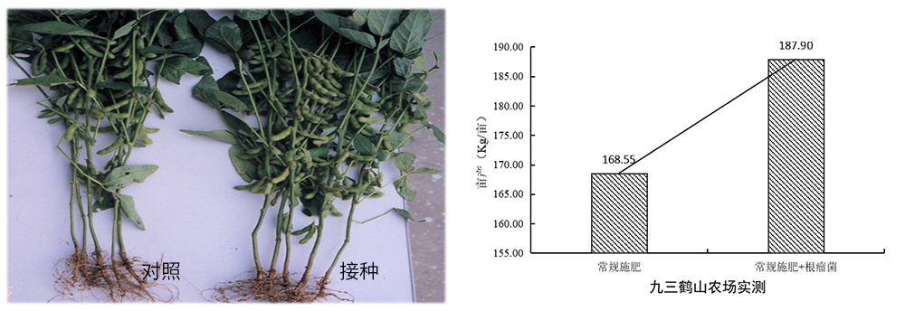 領先生物推進根瘤菌劑應用助力大豆產能提升